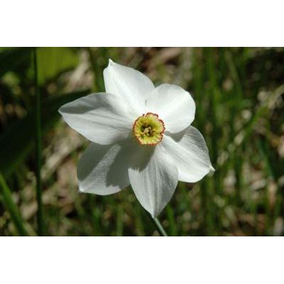 Narcissus poeticus L. 