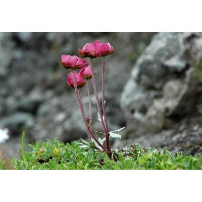 Ranunculus glacialis L. 