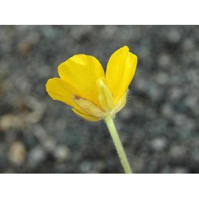Ranunculus venetus Huter 