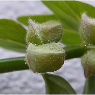 Scutellaria hastifolia L. 