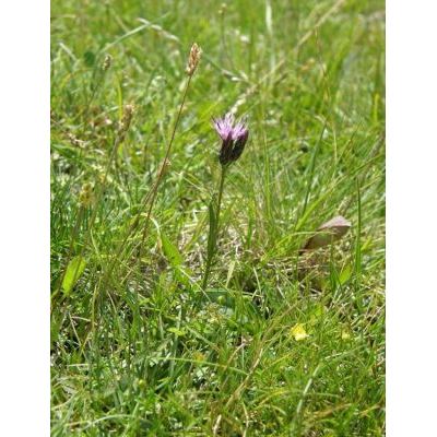 Serratula tinctoria subsp. monticola (Boreau) Berher 