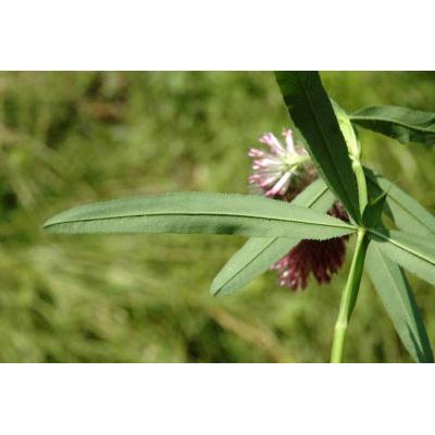 Trifolium rubens L. 