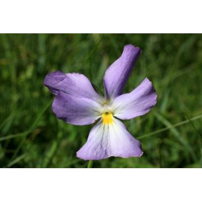 Viola calcarata L. subsp. villarsiana (R. & S.) Merxm. 