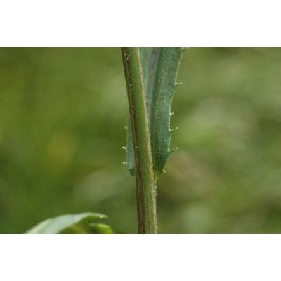 Leucanthemum vulgare aggr. 