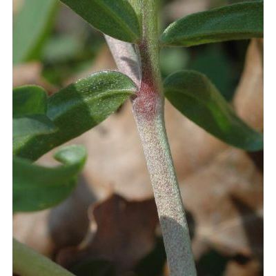 Anthyllis vulneraria L. subsp. weldeniana (Rchb.) Cullen x tricolor Vukot. 