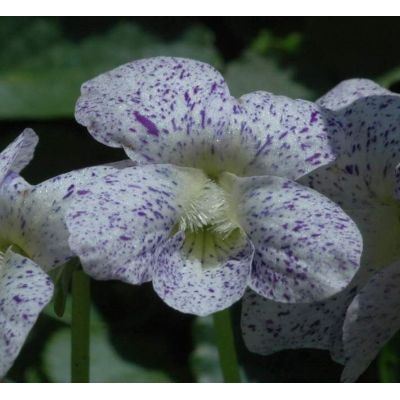 Viola sororia Willd. 