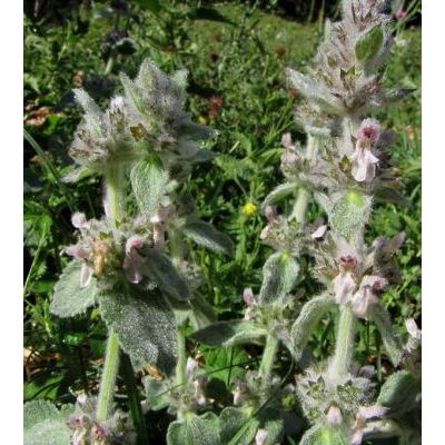 Stachys tymphaea Hausskn. 