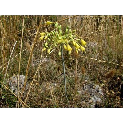 Allium flavum L. subsp. flavum 