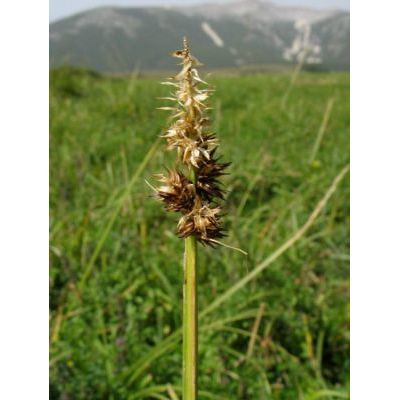 Carex vulpina L. 