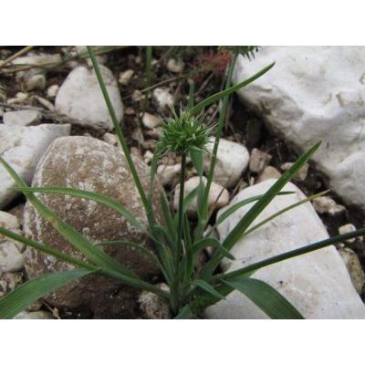 Echinaria capitata (L.) Desf. 