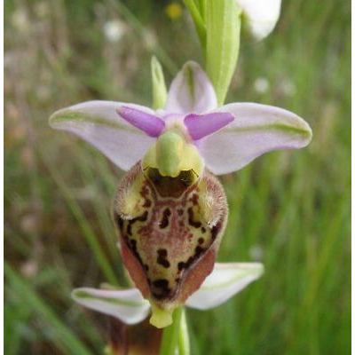 Ophrys fuciflora (F. W. Schmidt) Moench subsp. fuciflora 