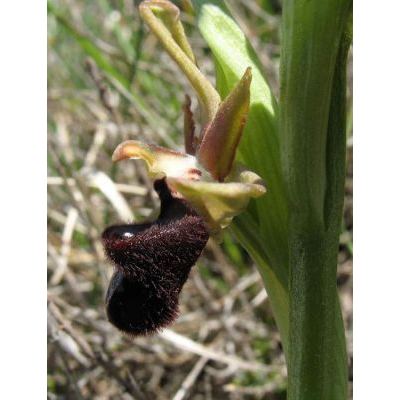 Ophrys sphegodes subsp. atrata (Rchb. f.) A. Bolòs 