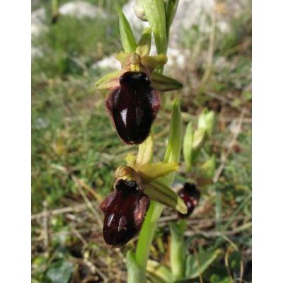 Ophrys promontorii O. & E. Danesch 