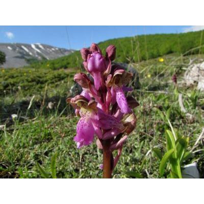 Orchis spitzelii Saut. ex W.D.J.Koch 