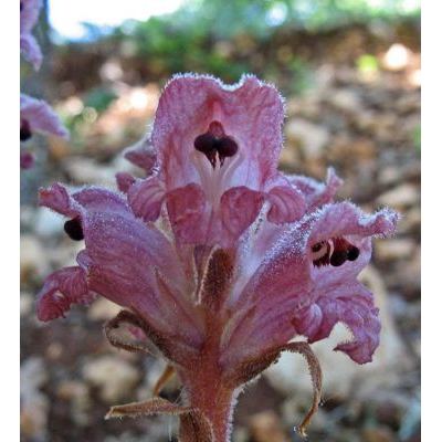 Orobanche caryophyllacea Sm. 