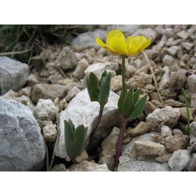 Ranunculus brevifolius Ten. 