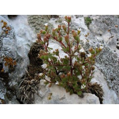 Saxifraga adscendens L. subsp. adscendens 