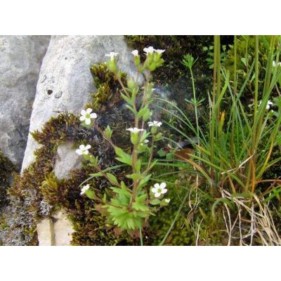 Saxifraga adscendens subsp. parnassica (Boiss. & Heldr.) Hayek 