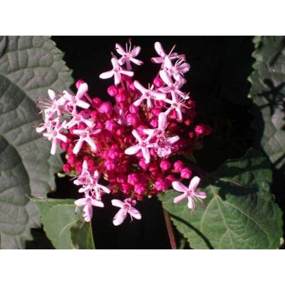 Clerodendrum bungei Steud. 