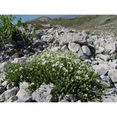 Arenaria grandiflora L. subsp. grandiflora 