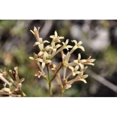 Asperula aristata subsp. longiflora (Waldst. & Kit.) Hayek 