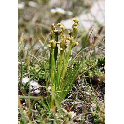 Chamorchis alpina (L.) Rich. 