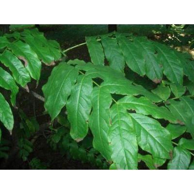 Pterocarya fraxinifolia (Lam.) Spach 