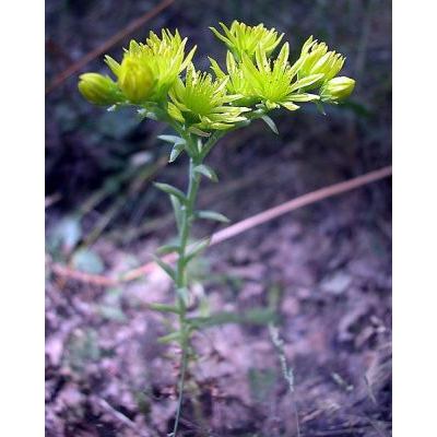 Sedum amplexicaule subsp. tenuifolium (Sm.) Greuter 