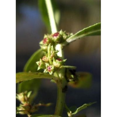 Ammannia baccifera L. 