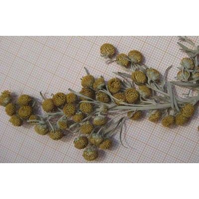 Artemisia arborescens (Vaill.) L. 