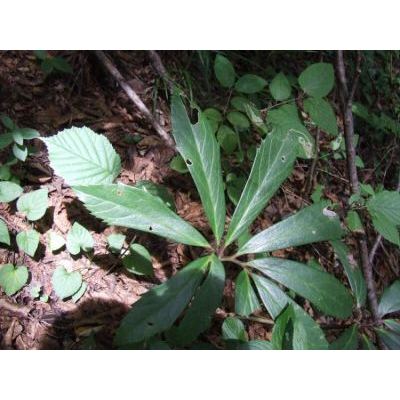 Helleborus niger L. subsp. macranthus (Freyn) Schiffner 