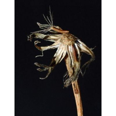 Scorzoneroides autumnalis (L.) Moench 