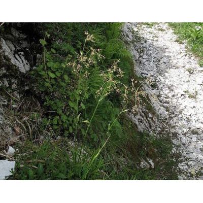 Luzula sylvatica (Huds.) Gaudin subsp. sylvatica 