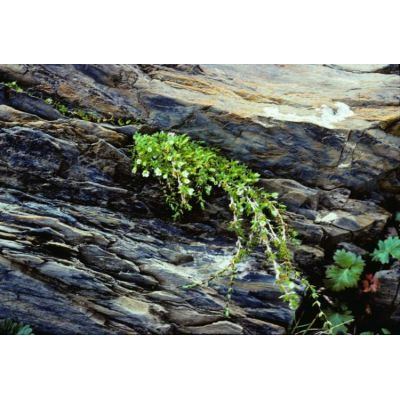 Facchinia rupestris (Scop.) Dillenb. & Kadereit 