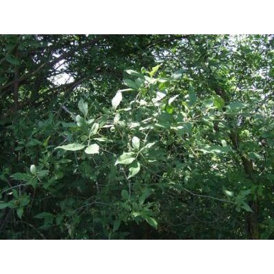 Prunus fruticosa Pall. 
