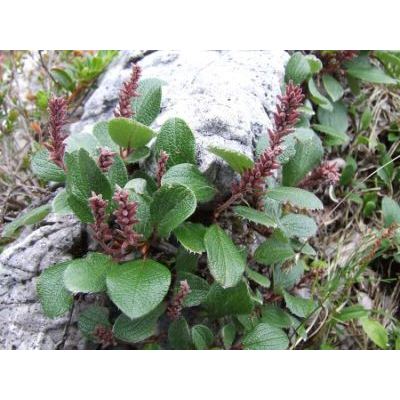 Salix reticulata L. 