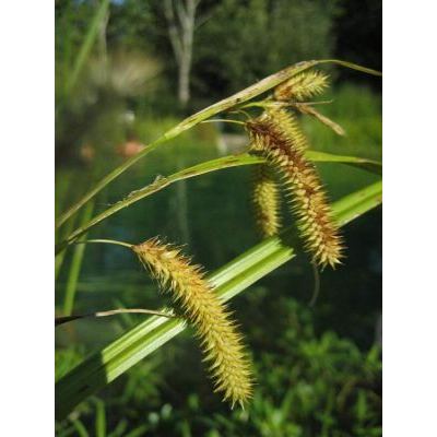 Carex vesicaria L. 