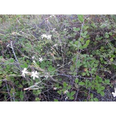 Dianthus japigicus Bianco & Brullo 