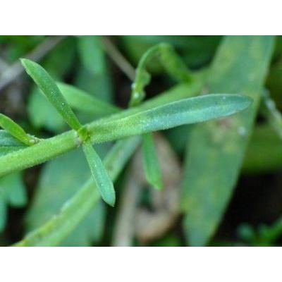 Lepidium graminifolium L. subsp. graminifolium 