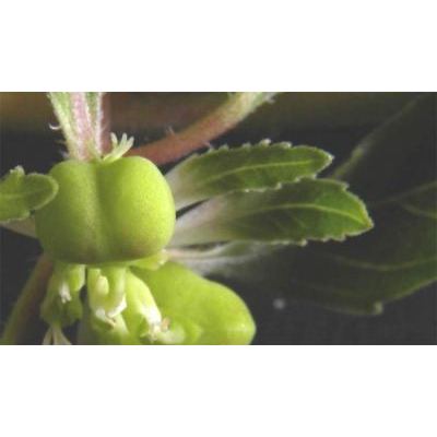 Euphorbia dentata Michx. 