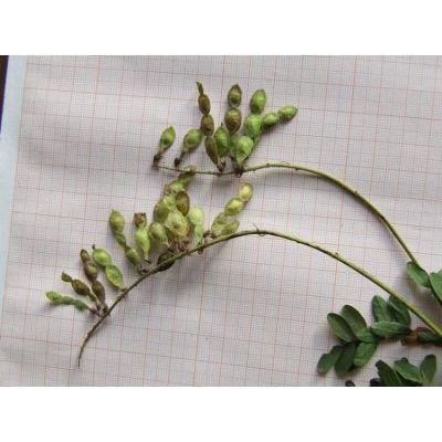 Hedysarum hedysaroides subsp. exaltatum (A. Kern.) Zertová 