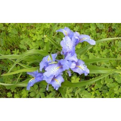 Iris planifolia (Mill.) Fiori & Paol. 