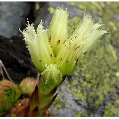 Jovibarba globifera subsp. arenaria (W. D. J. Koch) J. Parn. 