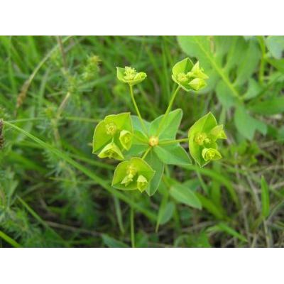 Euphorbia angulata Jacq. 