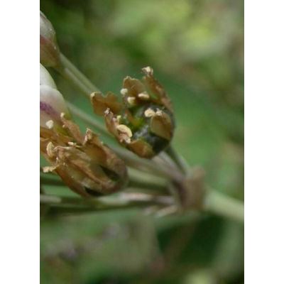 Nothoscordum borbonicum Kunth 