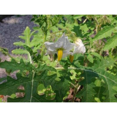 Solanum sisymbrifolium Lam. 