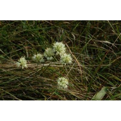 Allium ericetorum Thore 