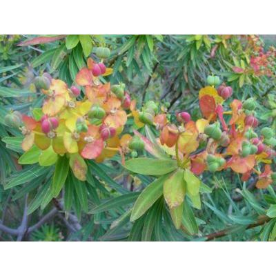 Euphorbia segetalis L. 
