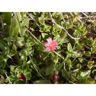 Mesembryanthemum cordifolium L. f. 