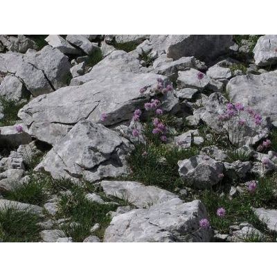 Armeria alpina Willd. 